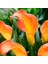 Turuncu Renkli Orange Alert Calla Lily Zantedeschia Gala Çiçeği Soğanı (1 Adet) 1