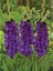Gladiolus Mor Renk Purple Flora Glayör Çiçeği Soğanı (4 Adet) 1