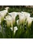Beyaz Crystal Clear Calla Lily Zantedeschia Gala Çiçeği Soğanı (1 Adet) 1