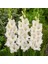 Gladiolus Beyaz Renk White Prosperity Glayör Çiçeği Soğanı (4 Adet) 1