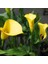 Sarı Renk Hanoi Calla Lily Zantedeschia Gala Çiçeği Soğanı (1 Adet) 1