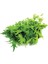 Doğal Brassica Rapa Japonica Green Mizuna Fidesi (5 Adet) 1