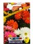 Birinci Kalite Gerbera Çiçeği Tohumu 1