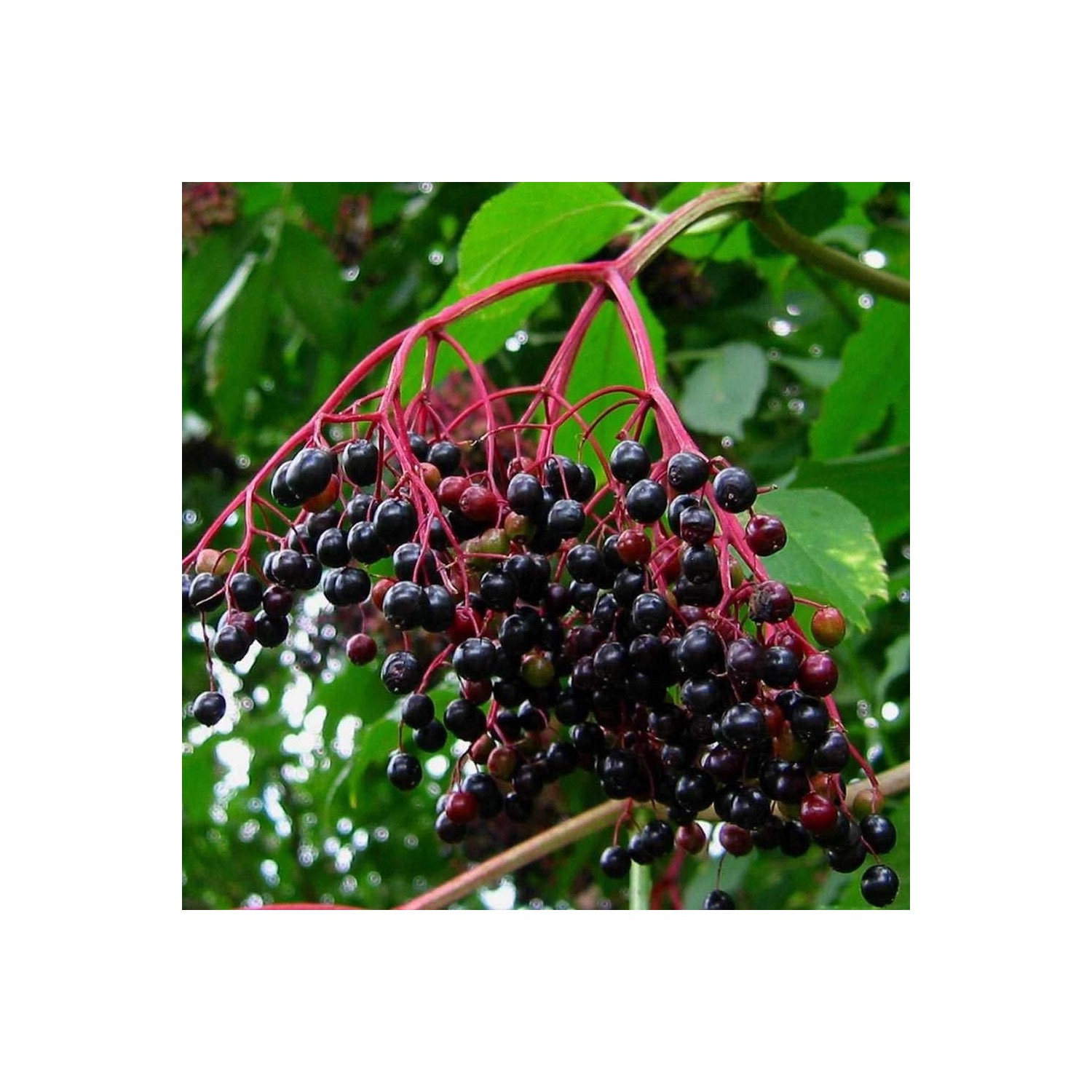 mutlu paket tuplu sambucus nigra kara murver fidani fiyati