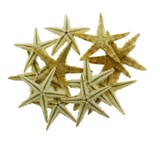 Mutlu Adım 12'li 3 - 4,5 cm Doğal Deniz Yıldızı