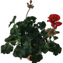 Armenbotanik Pelergonium Kırmızı Sardunya Çiçeği