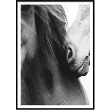 Beril Yamaç Design Studio Atlar Siyah Beyaz Fotoğraf Poster