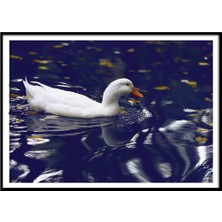 Beril Yamaç Design Studio Ördek Güzeli Fotoğraf Poster