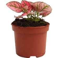 Palmiye Hypoestes