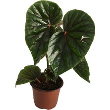Armenbotanik Begonia Thurstonii - Yağlı Begonya