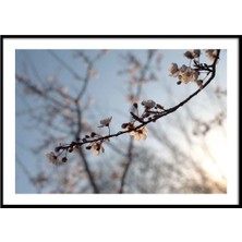 Beril Yamaç Design Studio Bahar Dalları Fotoğraf Poster