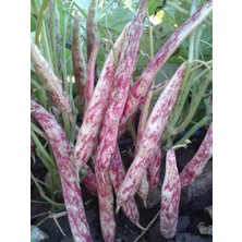 Rem Seeds Barbunya Tohumu Oturak Hale 2 kg