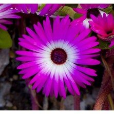 Rem Seeds Buz Çiçeği Tohumu 2 Mesenbryanthemum Albatum 40'lı