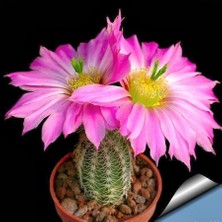 Rem Seeds Kaktüs Çiçeği Tohumu Crassula Lycopodıoıdes 50'li