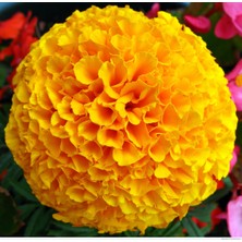 Rem Seeds Top Kadife Çiçek Tohumu Sarı Renk Tagetes Erecta Yellow 50'li