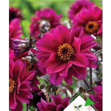 Rem Seeds Yıldız Çiçeği Çiçek Tohumu Dahlia 30'lu