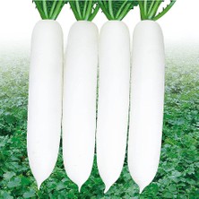 Euro Turp Tohumu Uzun Beyaz Japon 5 gr 450'li