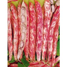 Rem Barbunya Tohumu Oturak Fransız Tipi 1 kg