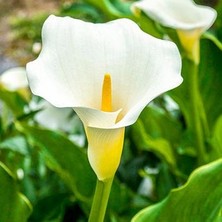İde Gala Çiçeği Fidesi Calla Lily White