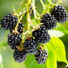 Mutlu Paket Tüplü Aromalı Arapaho Böğürtlen Fidanı