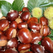 Mutlu Paket Tüplü Aşılı Verimli Bursa Osmanoğlu Kestane Fidanı