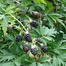Mutlu Paket Tüplü Herdem Yeşil Thornless Evergreen Böğürtlen Fidanı