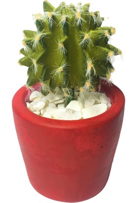 Cactuscups Beton Saksı Sukulent Saksısı Kaktüs Saksısı