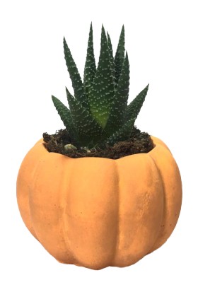Cactuscups 8 x 5,5 cm Saksı
