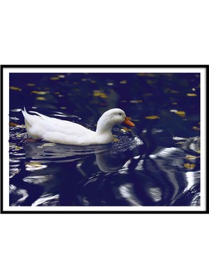 Beril Yamaç Design Studio Ördek Güzeli Fotoğraf Poster