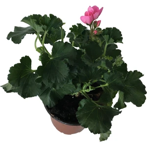 Armenbotanik Pelergonium Pembe Sardunya Çiçeği