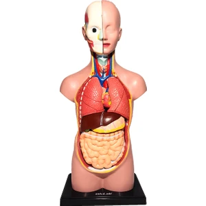 İnsan Vücudu Büyük Boy 50 cm