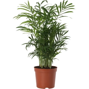 Chamaedorea Elegans Dağ Palmiyesi Mini Boy