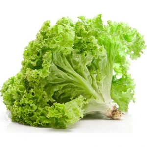 Seed Marul Tohumu Kışlık Kıvırcık 5 gr