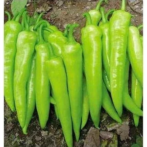 Seeds Biber Tohumu Bağcı Çarliston 5 gr 600'lü