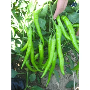 Seeds Biber Tohumu Çetinel 150 Tatlı Sivri 10 gr 1200'lü