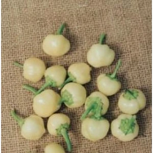 Seeds Biber Tohumu Haşmet Misket 3 gr 360'lı