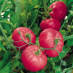 Seeds Domates Tohumu Pembe 1g 250'li