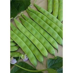 Seeds Fasulye Tohumu Edanaz Oturak 100 gr