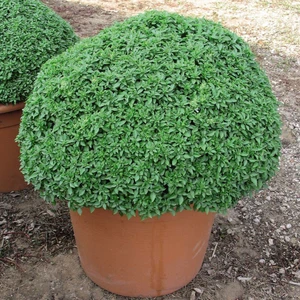 Seeds Reyhan Tohumu Top Fesleğen Sinekkanadı 1 gr 1250'li