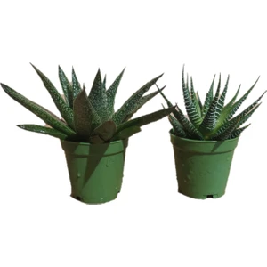 Toru Bahçe Sukulent Bitki Haworthia Cinsi 2 Farklı Canlı