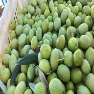 Paket Tüplü Aşılı Büyük Meyveli Domat Zeytin Fidanı
