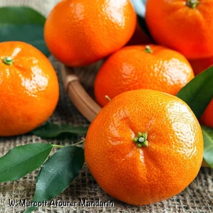 Paket Tüplü Aşılı Geç Hasat Edilebilen W.murcot Mandalina Fidanı