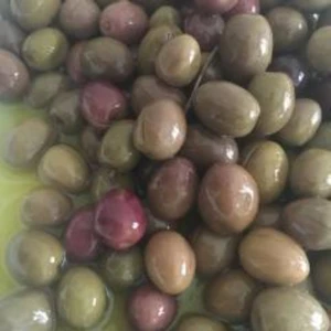 Paket Tüplü Aşılı Ispanyol Manzalina Zeytin Fidanı