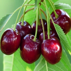 Paket Tüplü Aşılı Kuvvetli Gelişen Ziraat Napolyon Kiraz Fidanı