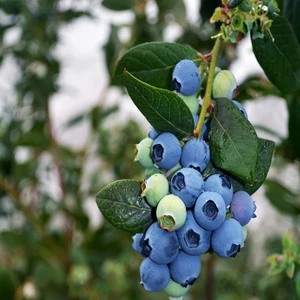 Paket Tüplü Blue Gold Yaban Mersini Fidanı