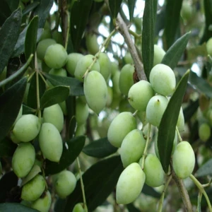 Paket Tüplü Bodur Koroneiki Zeytin Fidanı