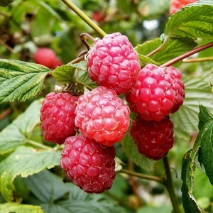 Paket Tüplü Bol Verimli Ruby Ahududu Frambuaz Fidanı