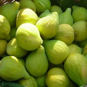 Paket Tüplü İri Sofralık Sultan Selim İncir Fidanı