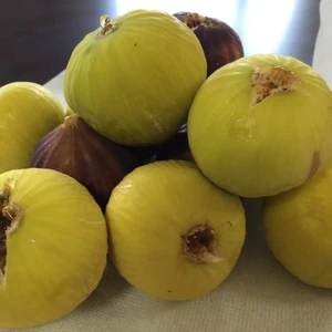 Paket Tüplü Sofralık Kurutmalık Beyaz Lop İncir Fidanı