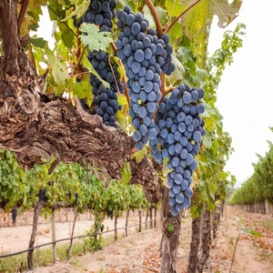 Paket Tüplü Şaraplık Syrah Şiraz Üzüm Fidanı